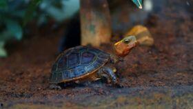 底层龟吃瓜视频