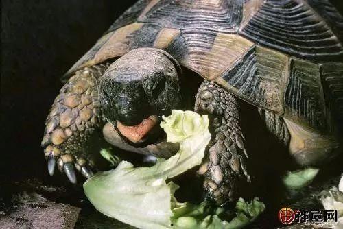 底层龟吃瓜视频