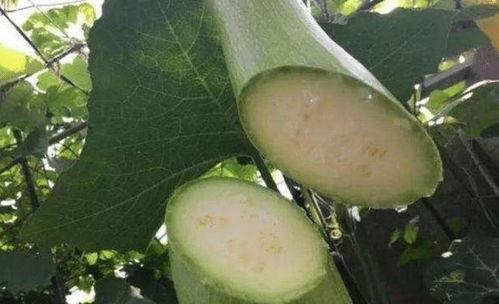 吃砍瓜的视频素材,探秘砍瓜视频的魅力