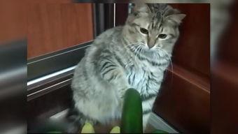 吃瓜小熊生小猫视频,萌翻网友的温馨瞬间