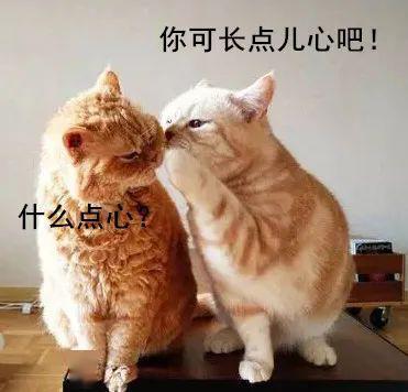 吃瓜小熊生小猫视频,萌翻网友的温馨瞬间