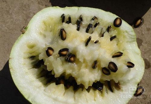 吃籽瓜视频大全,解锁夏日消暑新选择