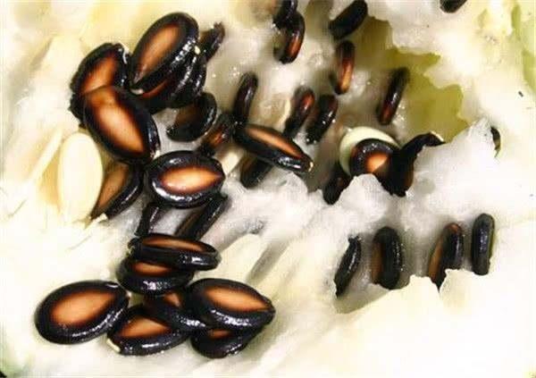 吃籽瓜视频大全,解锁夏日消暑新选择