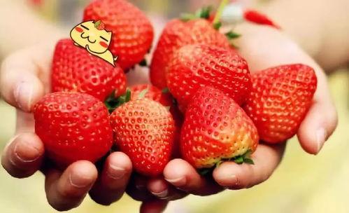 蜜瓜草莓能一起吃吗视频,营养互补还是禁忌相冲？